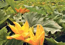 Kürbisanbau in OÖ boomt: Hält der Preis? Ob der Kürbisanbau tatsächlich ein "blühendes Geschäft" ist