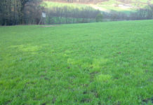 Die Gemeine Rispe ist ein Bremsklotz für den Futterertrag Die Nester der Gemeinen Rispe sind im Frühjahr als typisch hellgrün-gelbliche Grasflecken von weitem erkennbar. Oberflächlich betrachtet täuscht die Gemeine Rispe eine saftige Grasnarbe vor.