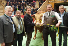 Bundesfleischrinderschau – Österreichs Fleischrinder begeisterten Besucher aus aller Welt Franz Eßl