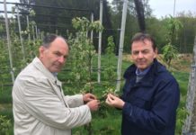 Frostschäden: Berlakovich verlangt Handeln statt Zögern Abg. z. NR Niki Berlakovich (r.) und der Landesobmann der Obstbauern Johann Plemen-schits besichtigten die Frostschäden.