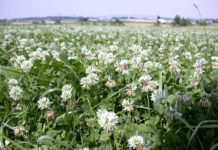 Weißklee – eine Kampfpflanze gegen die Gemeine Rispe Gut entwickelter Weißklee - der konkurrenzstarke Bodendecker besiedelt Kahlstellen und entzieht der Gemeinen Rispe damit Standraum und Wasser.