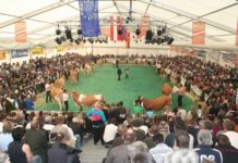 Vier heimische Züchter im Fleckvieh-Preisrichterpool Qualifizierte Preisrichter sind eine Voraussetzung für korrekte Bewertungen und attraktive Rinderschauen.