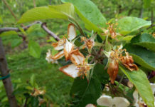 Tirols Gemüse- und Obstbauern vom heftigen Kälteeinbruch betroffen Die Blüten sind stark geschädigt.