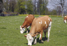 “Patentierung des Lebens ist vehement abzulehnen” Keine Patente auf Tiere und Pflanzen