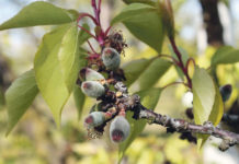 Schäden durch Frost in OÖ vor allem im Obstbau Frostschäden sieht man an den dunklen Flecken