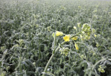 LR Benger: Wir lassen die Bauern nicht im Stich Alleine im Ackerbau sind in Kärnten rund 3000 Hektar betroffen. Auch die Rapsblüten sind durch den Frost beschädigt.