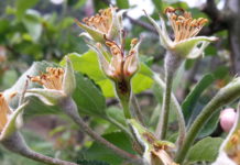 Frostschäden: Welche Hilfen vorgesehen sind Die enormen Spätfröste (im Bild eine geschädigte Obstblüte) haben Schäden in dreistelliger Millionen-Euro-Höhe angerichtet.