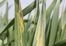 Die oberen Blattetagen gesund erhalten Winterweizen - zeigt heuer oftmals nichtparasitäre Blattflecken. Dies ist keine Pilzkrankheit sondern eine Reaktion auf Witterungsstress (Aufnahme 5. Mai 2016).