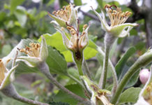 Frostschäden im Obst- und Weinbau: Was tun? Minister Rupprechter erhielt im Agrarausschuss Rückenwind in Form eines Fünf-Parteien-Antrags