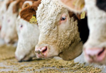 Rindfleisch: Schwierige Absatzlage im Export Die Aussichten am Rindfleischmarkt sind derzeit trüb.