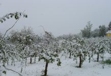 Tauziehen um rasche Frostentschädigung Nach der Frost- und Schneekatastrophe Ende April wäre rasche Hilfe notwendig.