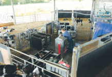 Ein optimaler Stall für unsere Kälber Milchzentrale im Roundhouse-Kälberstall. In Regionen mit Frost könnte man diesen Stallbereich mit Mauern auch frostfrei gestalten.