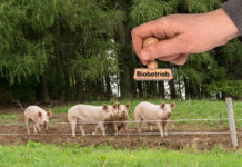 Bioeinstieg – noch eine Chance für Spätberufene Ein Umstieg auf Bio hat Konsequenzen für Fruchtfolge