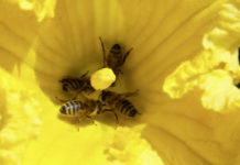 Ohne Bienen keine Kerne Kürbisblüte mit Bestäubungsbienen