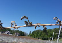 Kat-Fonds nun endlich für Frosthilfe geöffnet Massive Frostschäden auch beim Wein: Die abgefrorenen Triebe sind hier deutlich zu erkennen.