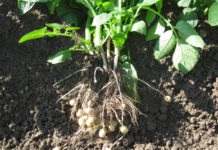 Die neue Erdäpfelsaison startet vielversprechend Nach dem Start der Frühkartoffelsaison mit 45 Euro/dt ist aufgrund von Vorauskontrakten Preisdruck zu erwarten. Angesichts der Angebotslage ist das nicht gerechtfertigt.