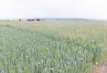 Ackerfuchsschwanz mit Strategie regulieren In der unbehandelten Variante im Hintergrund hat der Ackerfuchsschwanz überhandgenommen. Bei der sauberen Variante im Vordergrund wurde der Weizen im Vorjahr mit Atlantis OD plus Husar OD behandelt; der aktuelle Anbau wurde mit einem IPU-Mittel wie z. B. dem in Österreich zugelassenen Protugan behandelt.