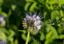 Neue Hilfe für Insektengift-Allergiker Viele Österreicher regieren allergisch auf Bienen- oder Wespenstiche.