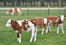 Tierärzte-Notdienst für Nutztiere startet Auch bei Rindern auf der weide kann es zu Notfällen kommen