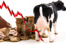 Milchpreis: Nothilfe für Kärntner Bauern Der zunehmende Milchpreisverfall nimmt existenzbedrohende Ausmaße an. Allein in Kärnten stehen 2100 Milchbetriebe massiv unter Druck.