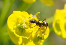 Das große Krabbeln – Ameisen im Haus Im Sommer haben Ameisen Hochsaison. Sie säubern unsere Parks und Gärten