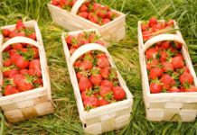 Erdbeerernte wird 2016 geringer ausfallen Trotz geringerer Erntemengen werden die Konsumenten diesen Sommer nicht auf Erdbeeren aus der Region verzichten müssen.