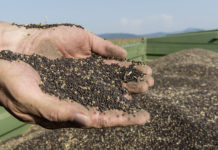 Nachhaltigkeit – Grünes Licht für AMA-Zertifikate Ölraps aus Österreich - laut Beschluss der EU-Kommission sind die AMA-Nachhaltigkeitszertifikate für Getreide