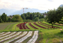 Kunden schätzen kurze Lieferwege und Qualität Die Salatfelder befinden sich gleich unterhalb des Hofes.