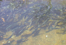 Starker Rückgang der Fischerträge Auch bei den Saiblingen ging der Ertrag stark zurück.