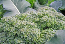 Weiterer Schritt im Kampf gegen Patente auf Leben