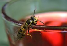 Sie wurden gestochen? Hilfreiche Hausmittel Durch kurze Hitzeeinwirkung kann Wespengift zerstört werden