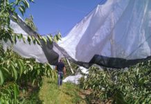 Erste Entschädigungen für Frost ausbezahlt Für durch den Schneedruck zusammengebrochene Hagelnetzanlagen zahlte die Österreichische Hagelversicherung bereits Entschädigungen aus.