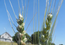 So halten Sie den Steinbrand in Schach Brandbutten mit schwarzer Sporenmasse sowie unregelmäßig gespreizte Grannen sind die wichtigsten Kennzeichen eines Steinbrand-Befalls (links). Rechts im Bild eine gesunde Ähre.
