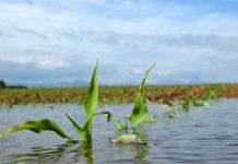 Kurskorrekturen bei Raps, Weizen und Mais Die Maisbestände in Frankreich leiden unter widrigen Witterungsbedingungen. Der Ernteausblick wurde in etwa auf Vorjahresniveau zurückgenommen.