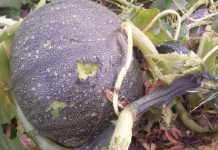 Hagelversicherung: Steiermark und Burgenland wieder durch schwere Unwetter betroffen Hagel