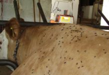 Effiziente Fliegenbekämpfung im belegten Stall Konsequente Fliegenbekämpfung zur Krankheitsvorbeugung