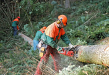 “Unser Schutzwald gehört gepflegt” Die Aufarbeitung von Schadholz ist von größter Bedeutung.