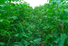 Ausfallraps eliminieren, Begrünung fördern Diese Zwischenfruchtmischung wurde Ende Juli 2015 gesät. Das Foto stammt vom 16. Oktober. Aufgrund eines Säfehlers kam es zu Rapsdurchwuchs (siehe Bildmitte).