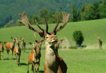 TBC-Untersuchungen sind abgeschlossen Mit dem Beginn der Rotwildjagd werden die Rotwildstrecken auf TBC-Erreger untersucht.