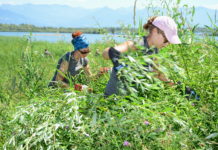 Es flattert wieder: Zweite Vorarlberger “Vielfalterwoche” Noch bis 23. Juli sind die "Vielfalter" unterwegs.