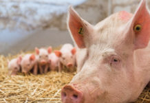 Biobauern erhalten Zuschüsse vom Land Die biologische landwirtschaftliche Produktion soll durch die Vergabe eines Kontrollkostenzuschusses abgesichert werden.