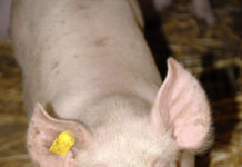 Lungenkrankheiten früher erkennen Bei älteren Ferkeln sind neben dem Pilz Pneumocystis carinii auch schon Bakterien nachweisbar.