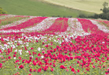Der “Vielfalter” im Waldviertel Das Aushängeschild von Waldland ist der Waldviertler Graumohn g.U