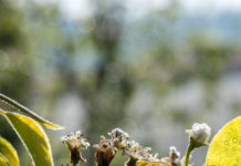 Zahlungserleichterung bei Frost- und Schneeschäden Neben Birnenblüten waren auch weitere Obstsorten und der Weinbau massiv vom Spätfrost im April betroffen.