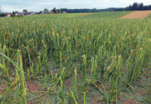Erneut Millionenschäden durch Unwetter in OÖ Hagel hat den Mais beschädigt