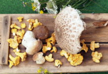 Die wichtigsten Tipps zum Umgang mit Pilzen In den Wäldern herrscht wieder Hochsaison für Pilze bzw. Schwammerl. Seien Sie sich stets der Gefahr bewusst