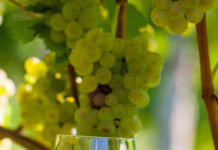 Aufgrund geringer Ernte weniger Wein exportiert Die Spitzenweine des Ausnahmejahrgangs 2015 sollen die schwierigeren Jahrgänge 2014 und 2016 ausgleichen.