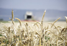 Unwetterfolgen für die Landwirtschaft Wetterkapriolen verursachen Ernteverzögerungen insbesondere im Alpenvorlandund im Waldviertel. Bäuerinnen und Bauern hoffen nun auf stabilere Wetterperiode.