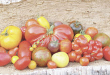 Tomaten – die Äpfel aus dem Paradies Tomaten bzw. Paradeiser gibt es in unzähligen Varianten. Im reifen Zustand enthalten sie viele positiv auf den Körper wirkende Inhaltsstoffe.