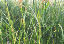 Gewitter mit Hagelunwetter im Burgenland Hagelschaden am Mais (Bildein